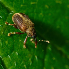 Lignyodes enucleator