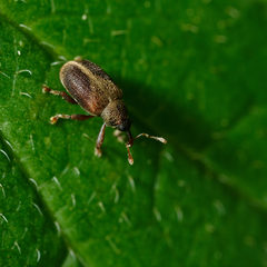 Lignyodes enucleator