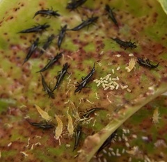 Klambothrips myopori