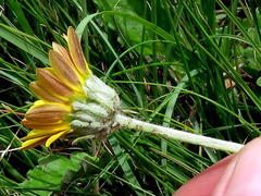 Arctotis arctotoides