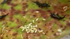 Klambothrips myopori