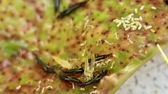 Klambothrips myopori