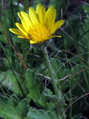 Arctotis arctotoides