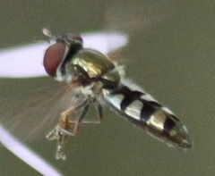 Platycheirus obscurus