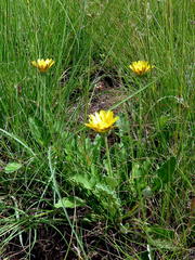 Arctotis arctotoides