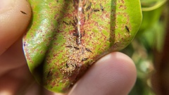 Klambothrips myopori