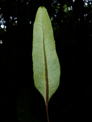Danaea simplicifolia