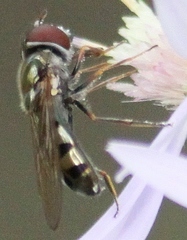 Platycheirus obscurus