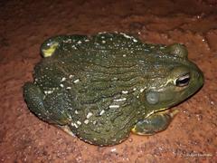 Pyxicephalus adspersus