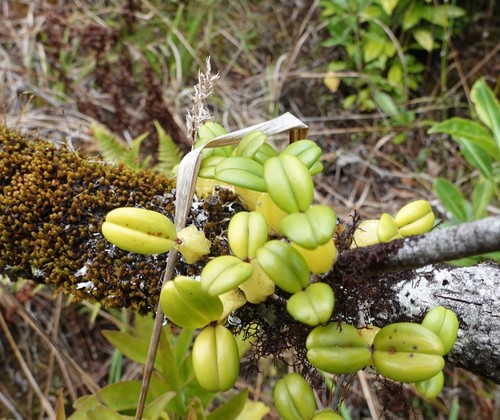 Bulbophyllum nutans image