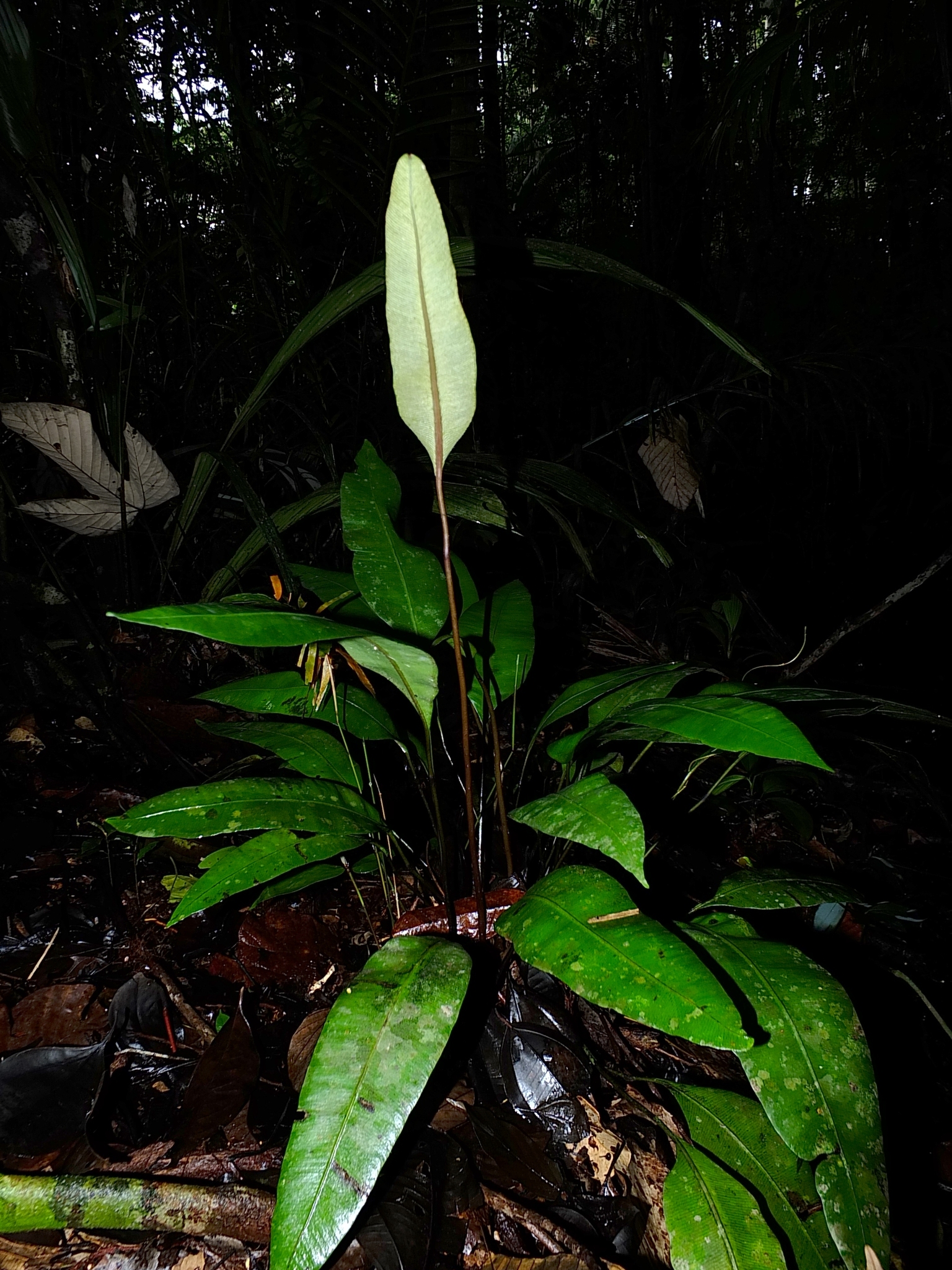 Danaea simplicifolia