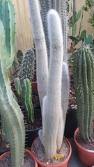 Cleistocactus strausii