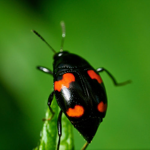 Orange-spotted Scaphidium, photo 6 of 10