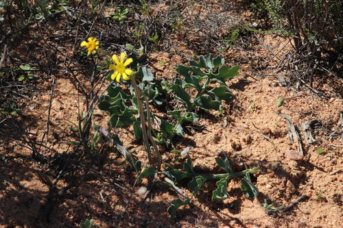 Othonna rotundiloba