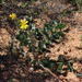 Othonna sonchifolia - Photo (c) Tony Rebelo, algunos derechos reservados (CC BY-SA), subido por Tony Rebelo