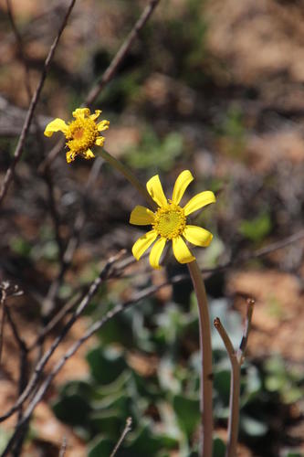 Othonna rotundiloba
