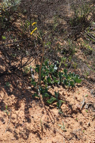 Othonna rotundiloba