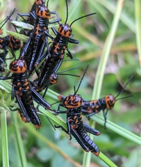 Tropidacris collaris