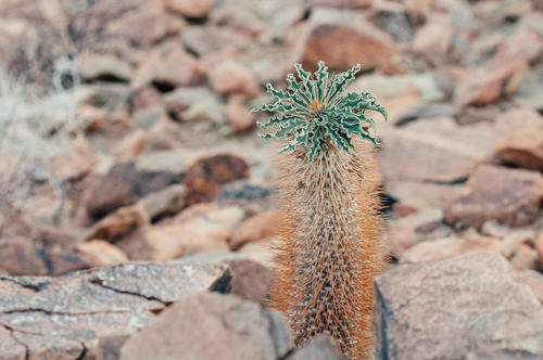 Pachypodium namaquanum