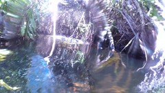Crocodylus moreletii