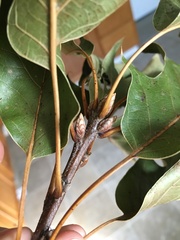 Quercus × leana