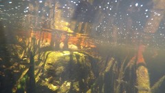 Crocodylus moreletii