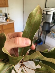 Quercus × leana
