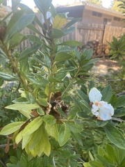 Rhododendron occidentale
