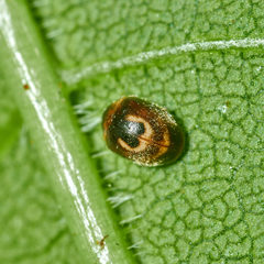 Clitostethus arcuatus