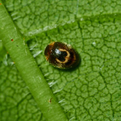 Clitostethus arcuatus