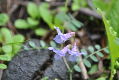 Vicia bungei