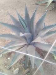 Agave inaequidens