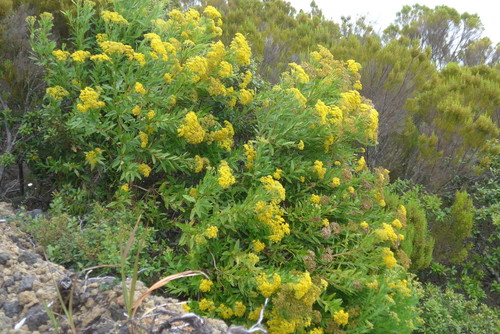 Hubertia humblotii image