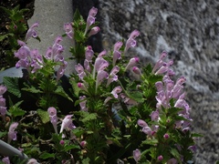 Lamium garganicum