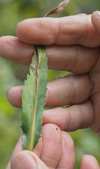 Eryngium aquaticum