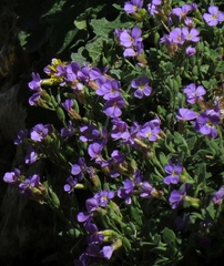 Aubrieta columnae italica