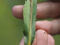 Eryngium aquaticum
