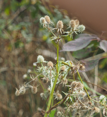 Eryngium aquaticum