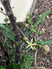 Wahlenbergia albens