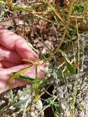 Ipomoea costellata