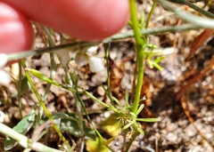 Ipomoea costellata
