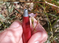 Ipomoea costellata