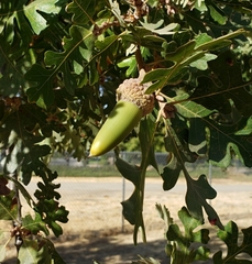 Quercus lobata