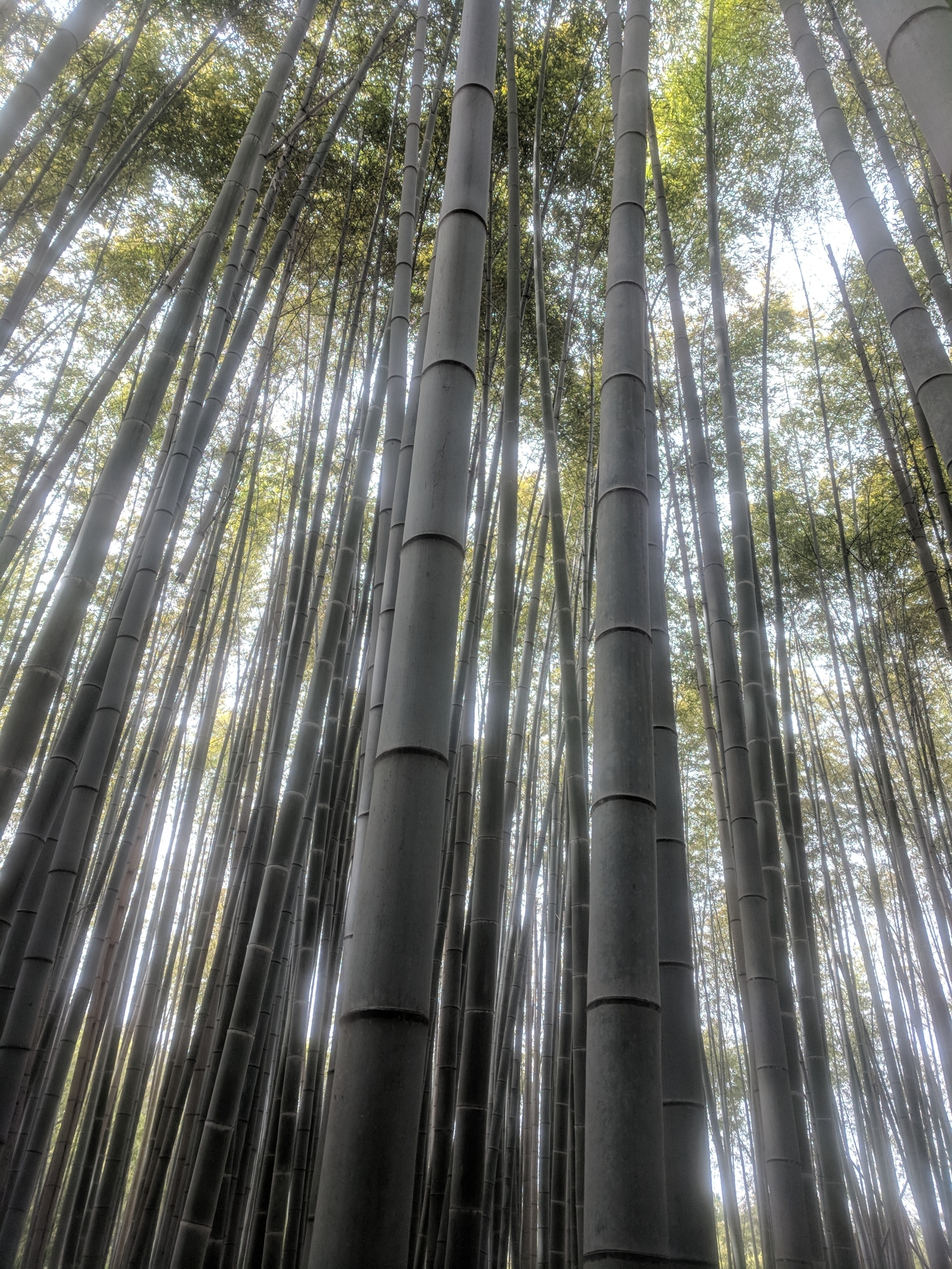 Phyllostachys edulis