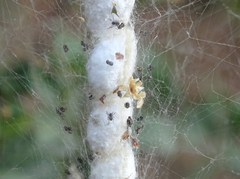 Cyrtophora citricola