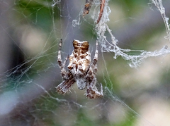 Cyrtophora citricola