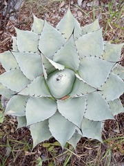 Agave ovatifolia