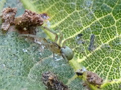 Theridiidae