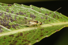 Stenopsocus stigmaticus