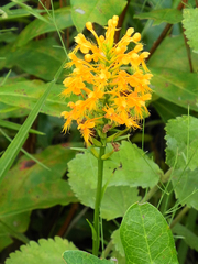 Platanthera chapmanii
